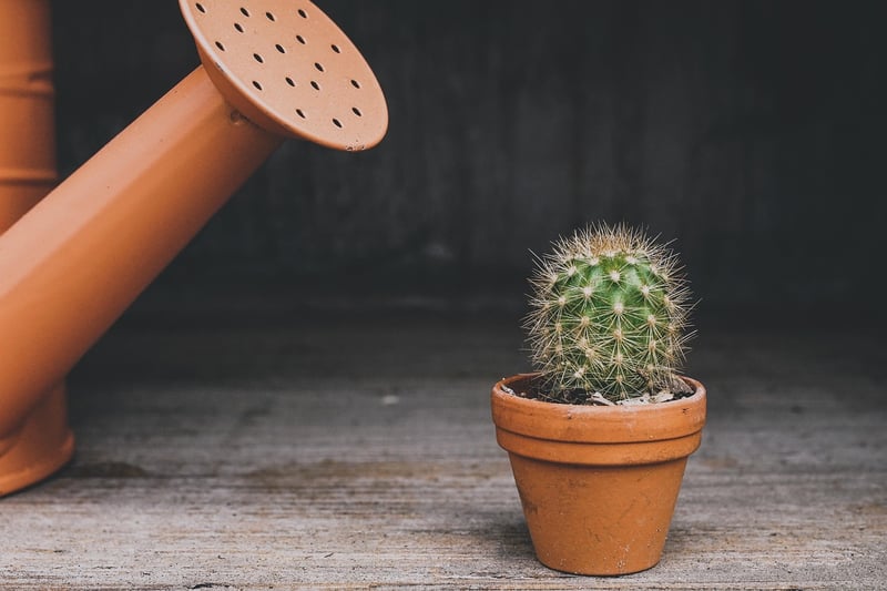 Whimsical Planters
