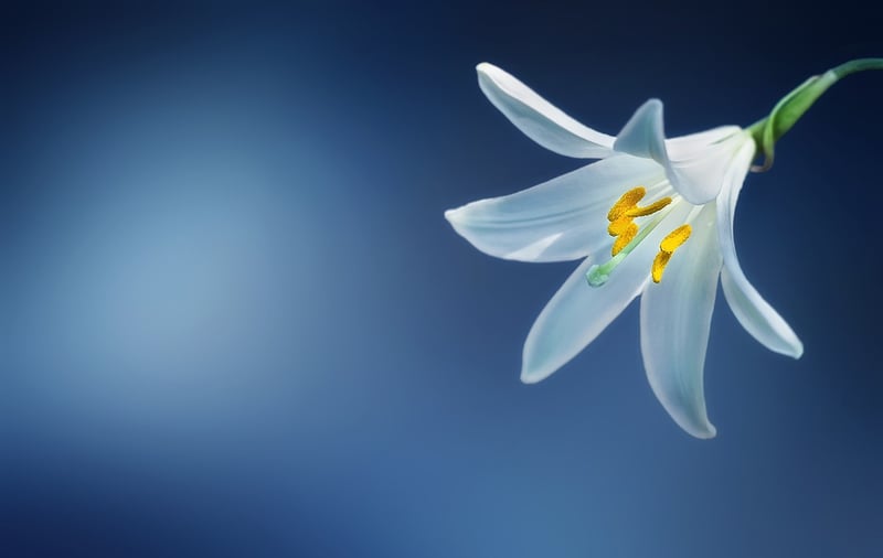 Unicorn Horn Lily