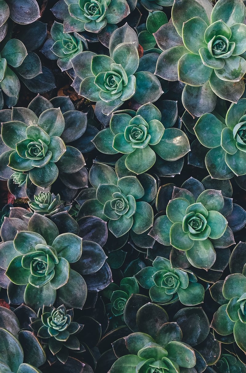 Mermaid's Tears Succulent